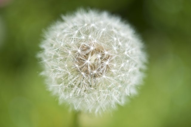 Dettaglio del fiore Tarassàco.