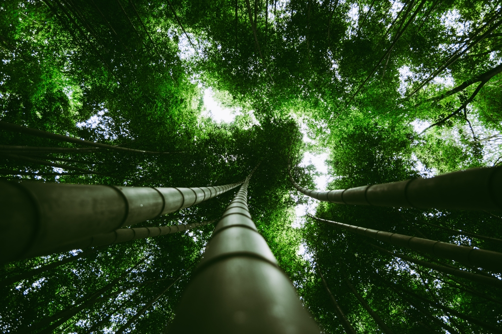 Foresta dei Bamboo