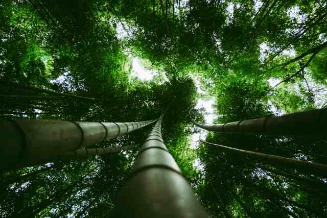 Foresta dei Bamboo