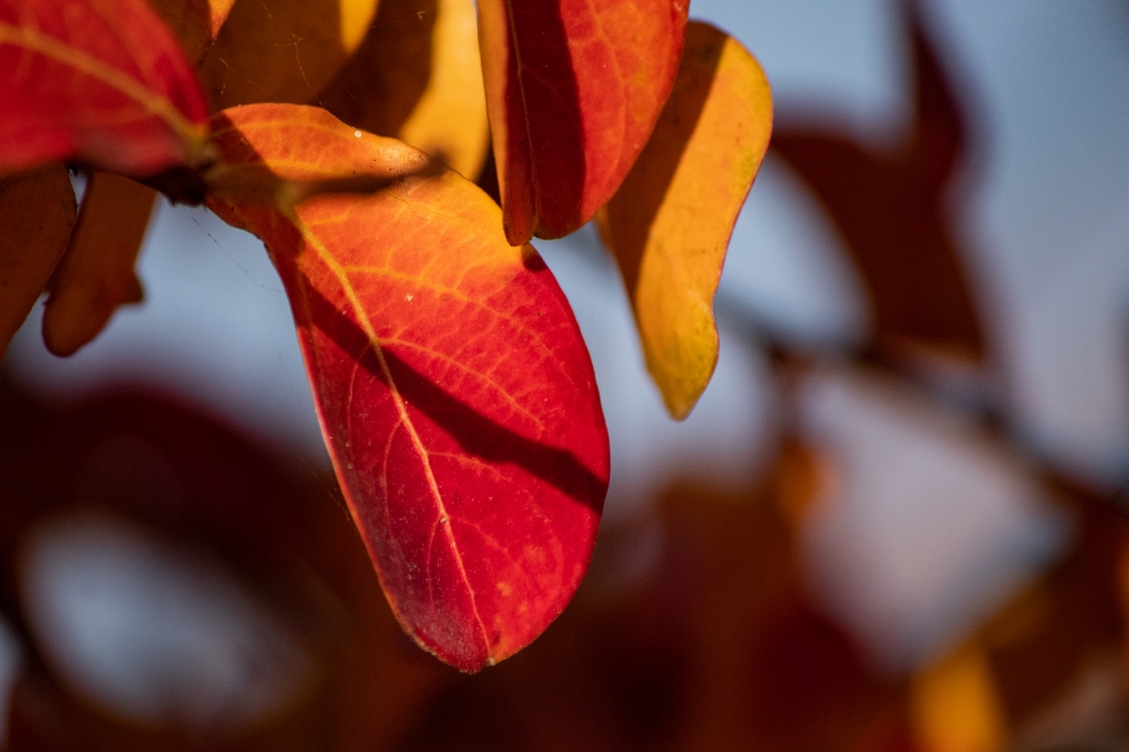 autunno 1