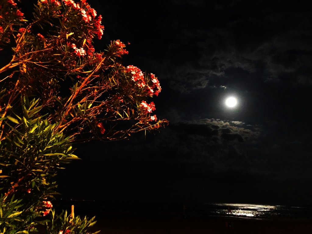 Moonlight n.2