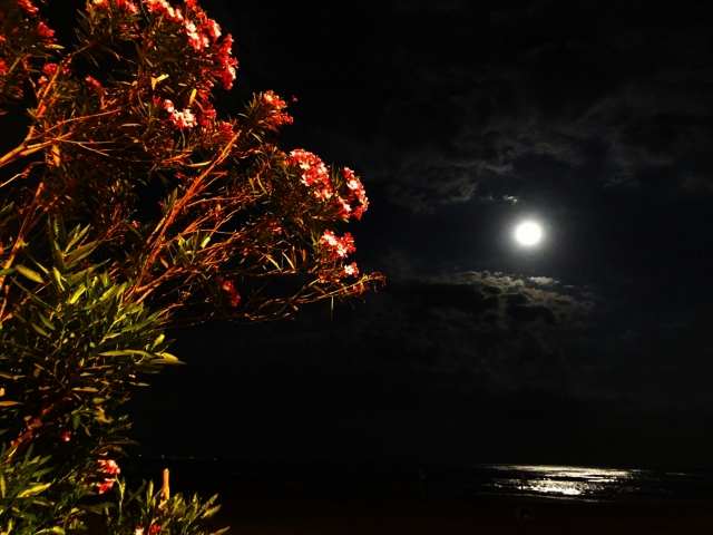 Moonlight n.2