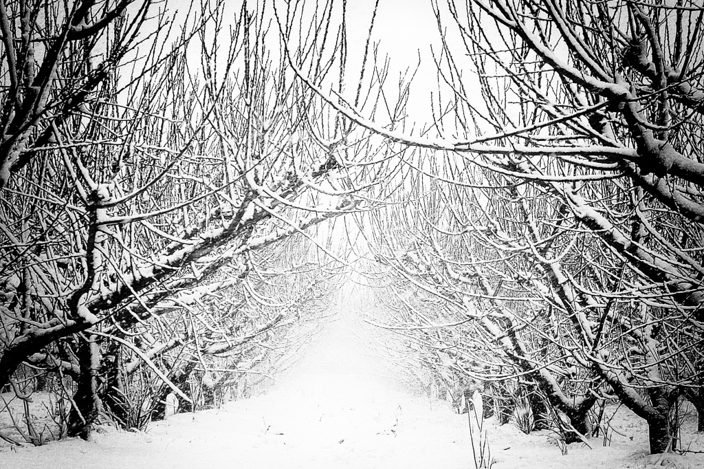 Alberi da frutto innevati