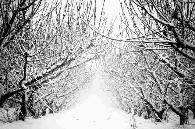 Alberi da frutto innevati