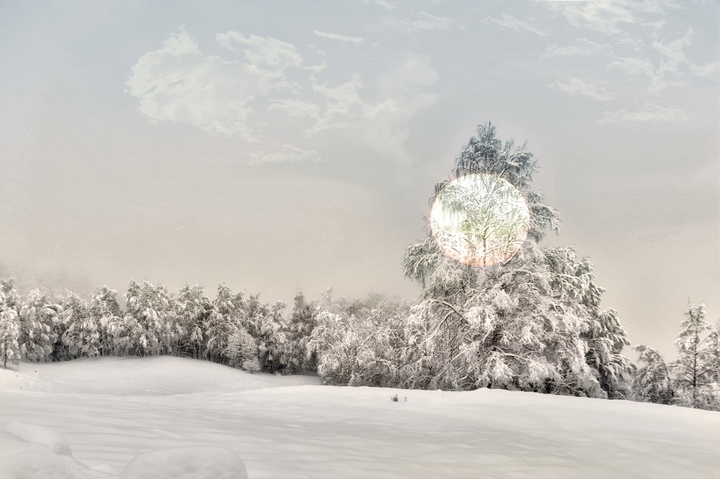 Alberi innevati
