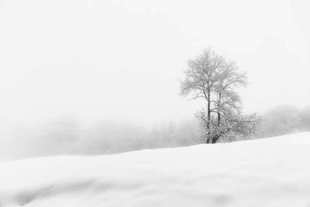 Albero nella tormenta