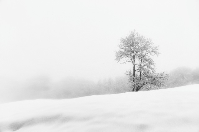 Albero nella tormenta