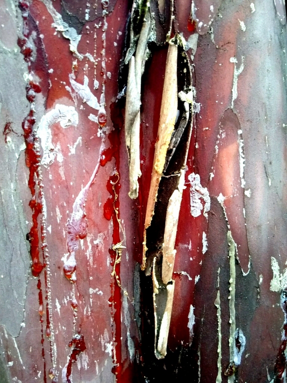 Magia rossa
