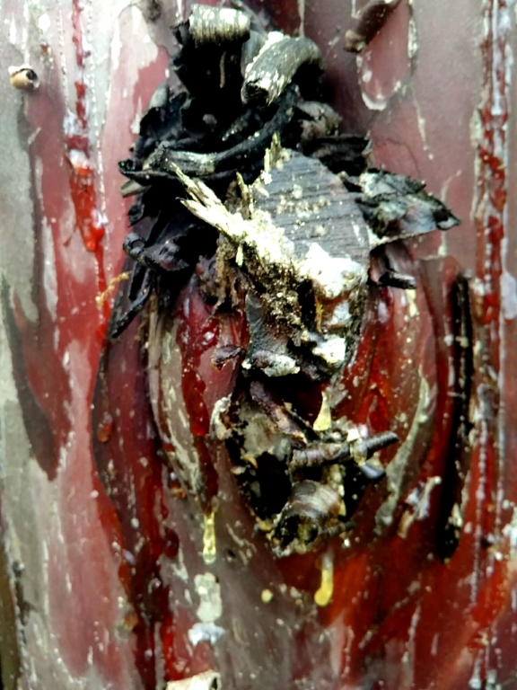 Maschera
