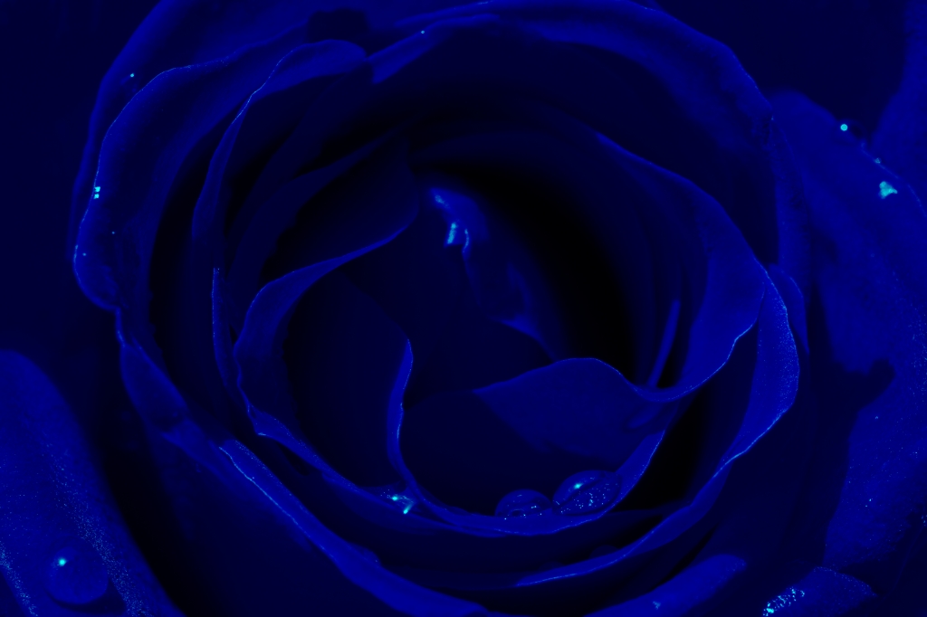 La rosa blu