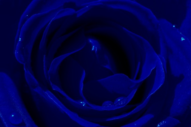 La rosa blu