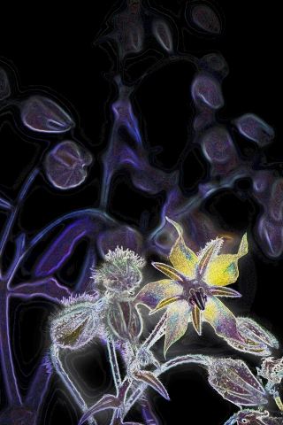 Fiori mistici · silbongia