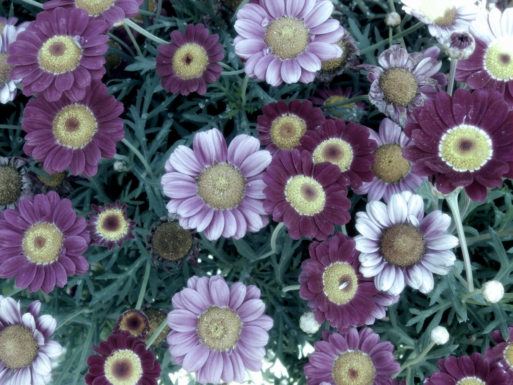daisies my fantasy