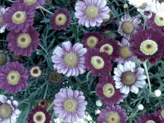 daisies my fantasy