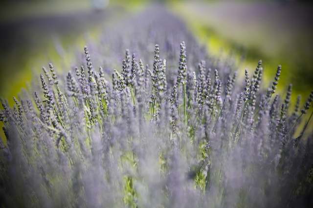 lavanda01