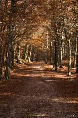 I colori del bosco in autunno