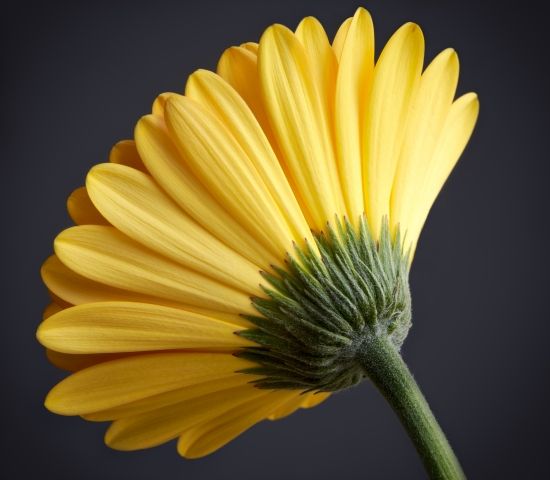 Orange Gerbera
