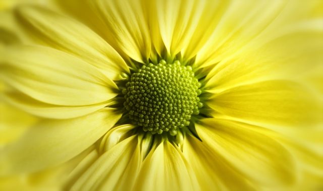Yellow Daisy Gerbera