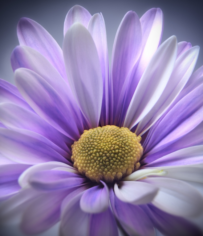Purple Daisy Gerbera