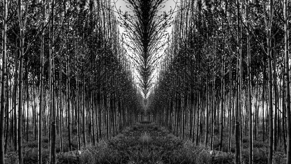 Effetto Tree