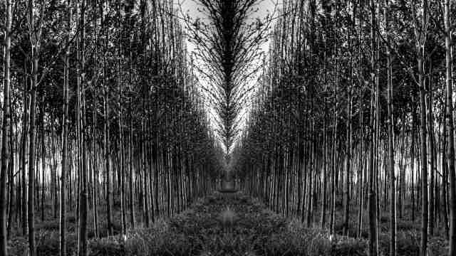 Effetto Tree