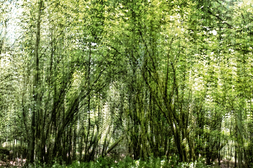 La foresta incantata