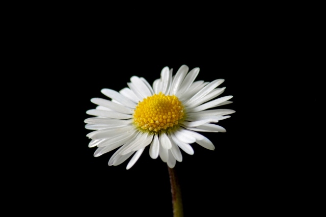Margherita - natura morta  - still life - Daisy