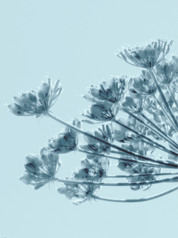 delicato fiore
