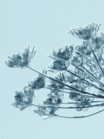 delicato fiore