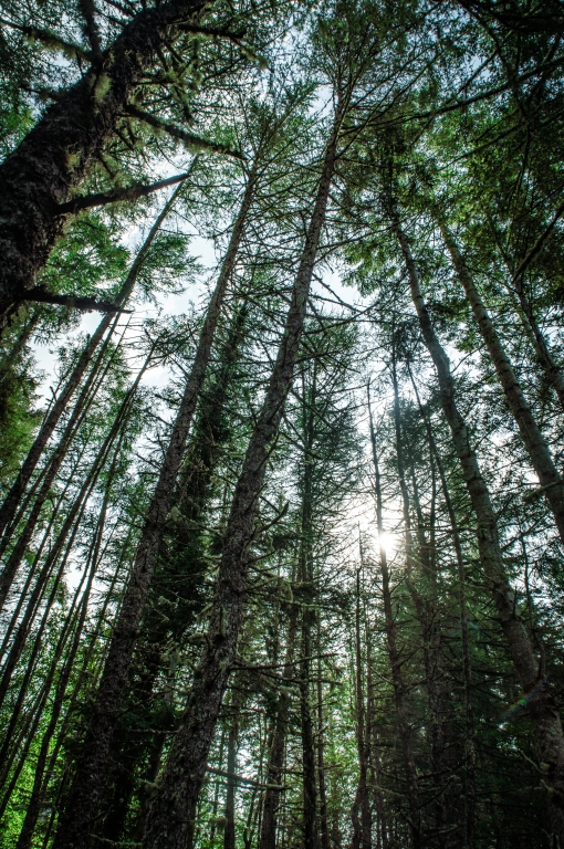 Green Forest
