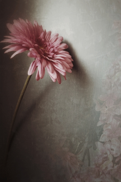 Gerbera grunge