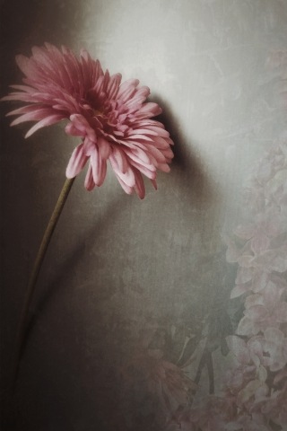 Gerbera grunge