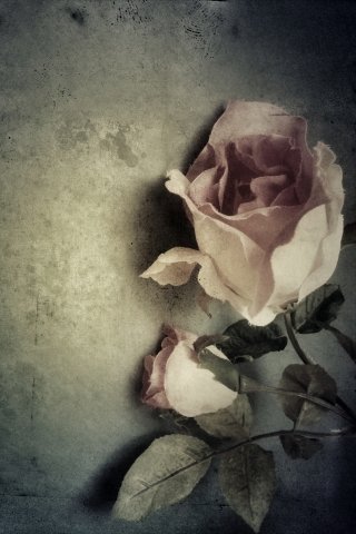 Rosa grunge