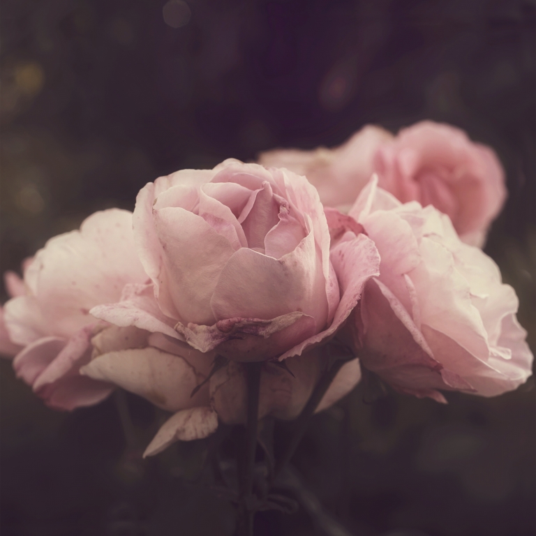 Rose vintage