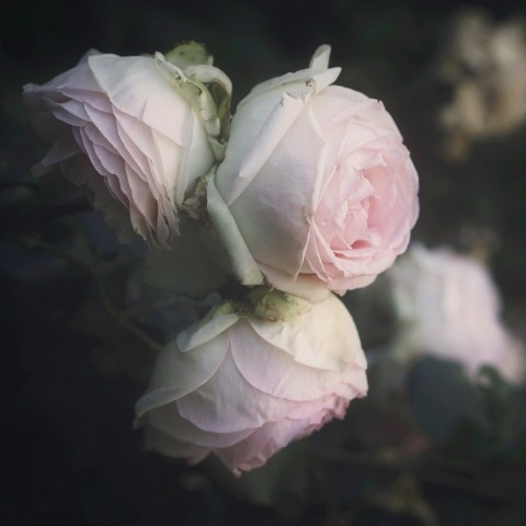 Rose inglesi vintage