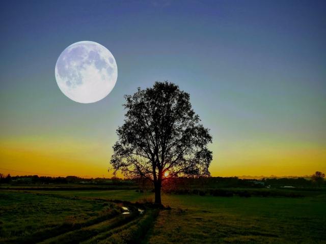 Albero solitario