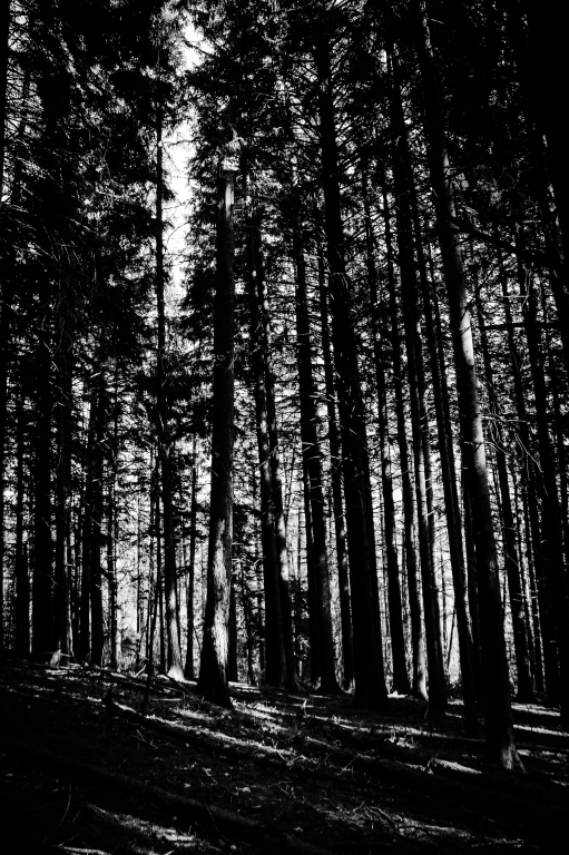 Pineta