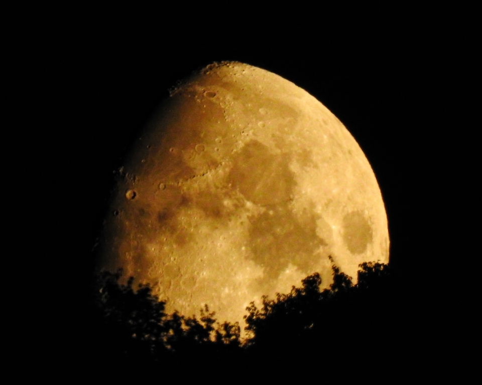 La luna tra le gli alberi