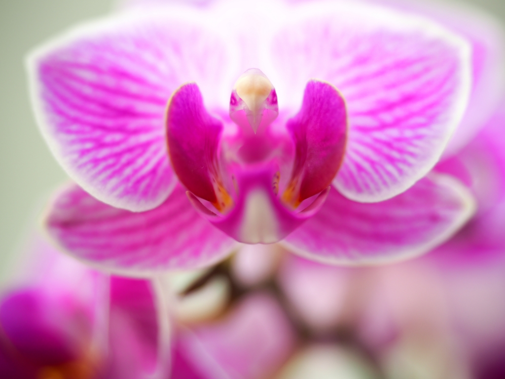 Orchidea