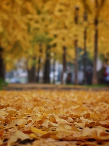 Autunno in città