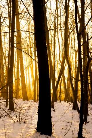 Luce nel bosco