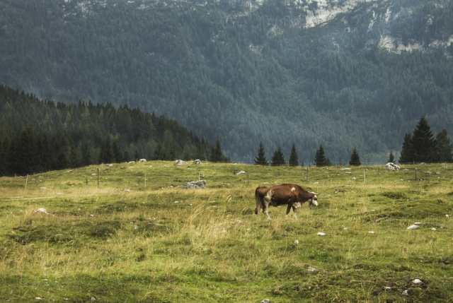 Al pascolo in montagna