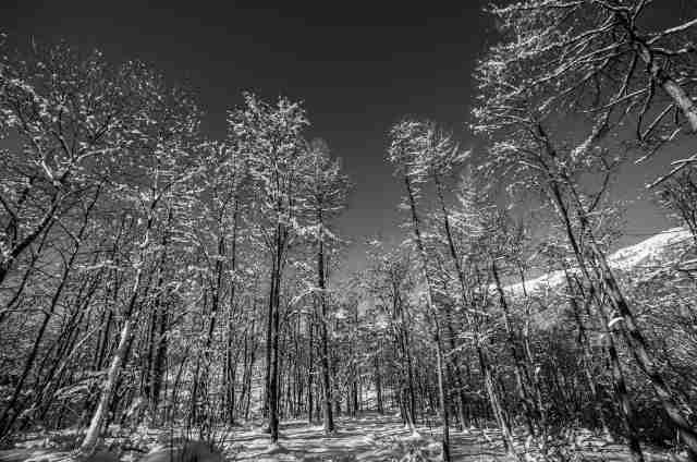Bosco e neve