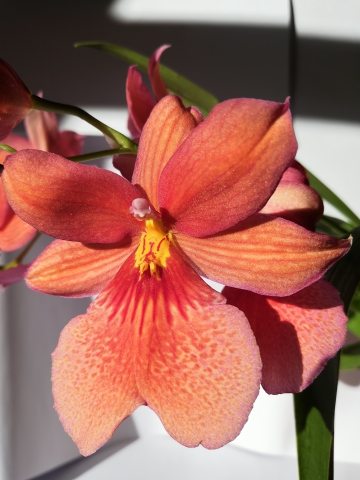 Orchidea profumata