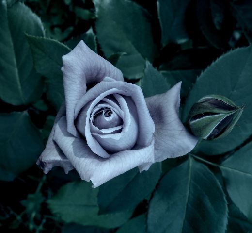 rosa di sera