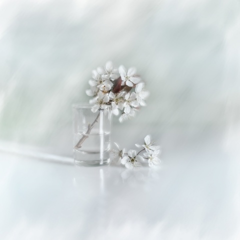 April bloom fantasy