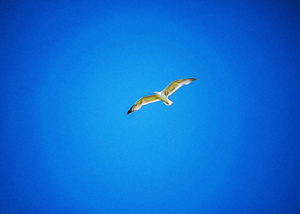 Gabbiano nel cielo blu
