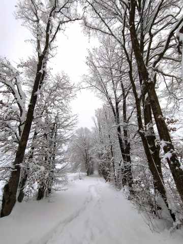 Viale innevato