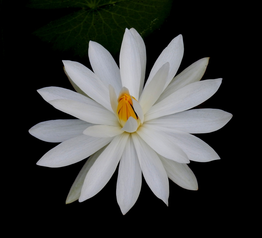 fiore bianco
