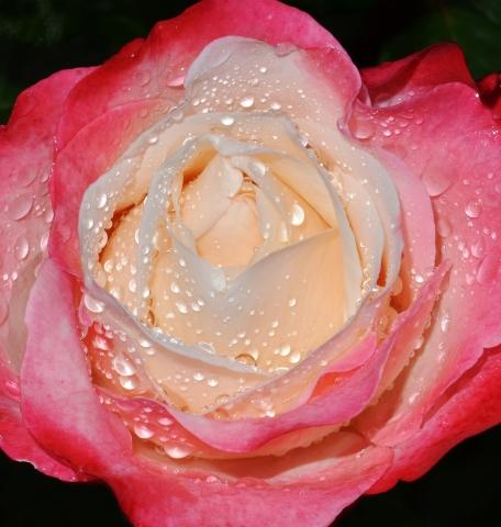 primo piano di petali di rosa